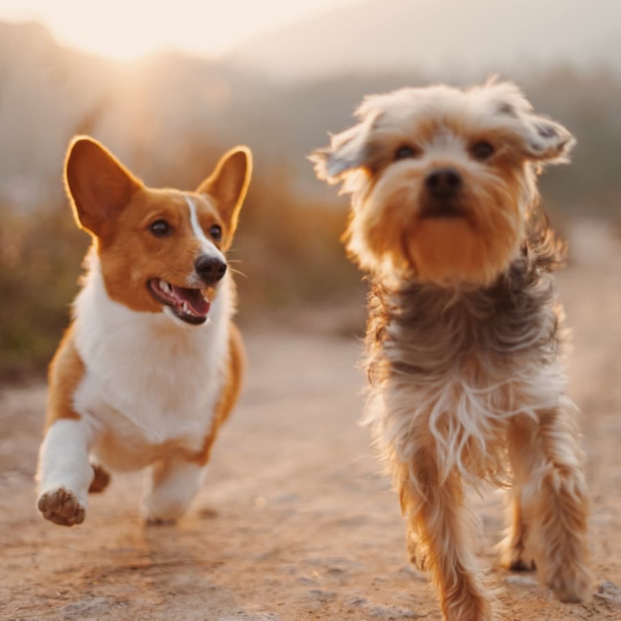 Pets
